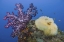 Picture of INDONESIA, RAJA AMPAT UNDERWATER FISH AND CORAL