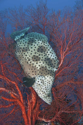 Picture of INDONESIA, RAJA AMPAT UNDERWATER FISH AND CORAL