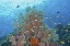 Picture of INDONESIA, RAJA AMPAT UNDERWATER FISH AND CORAL