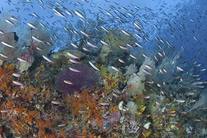 Picture of INDONESIA, RAJA AMPAT UNDERWATER FISH AND CORAL