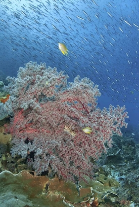 Picture of INDONESIA, RAJA AMPAT UNDERWATER FISH AND CORAL
