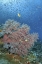 Picture of INDONESIA, RAJA AMPAT UNDERWATER FISH AND CORAL