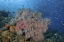Picture of INDONESIA, RAJA AMPAT UNDERWATER FISH AND CORAL