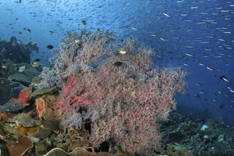 Picture of INDONESIA, RAJA AMPAT UNDERWATER FISH AND CORAL