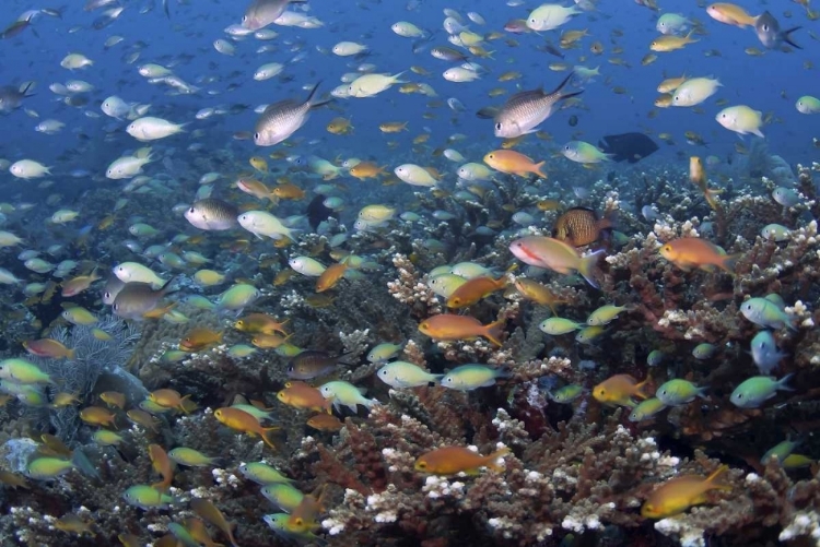 Picture of INDONESIA, RAJA AMPAT UNDERWATER FISH AND CORAL