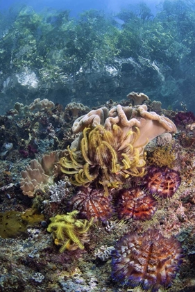 Picture of INDONESIA, RAJA AMPAT UNDERWATER FISH AND CORAL