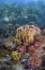 Picture of INDONESIA, RAJA AMPAT UNDERWATER FISH AND CORAL