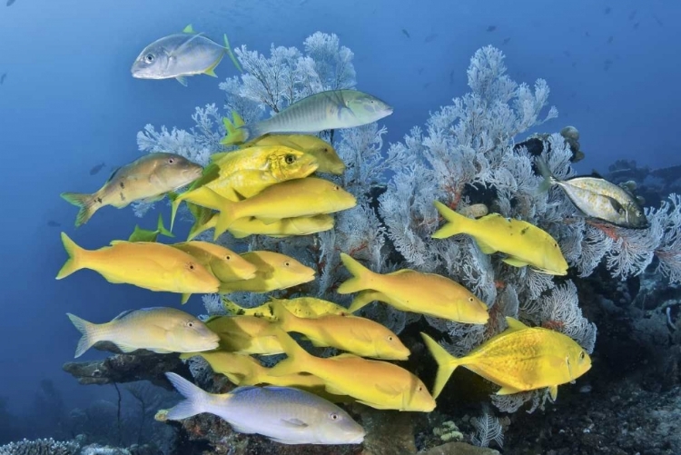 Picture of INDONESIA, RAJA AMPAT UNDERWATER FISH AND CORAL