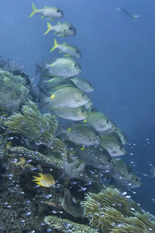 Picture of INDONESIA, RAJA AMPAT UNDERWATER FISH AND CORAL