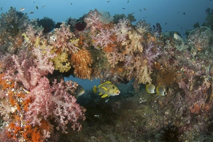 Picture of INDONESIA, RAJA AMPAT UNDERWATER FISH AND CORAL