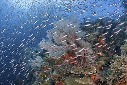 Picture of INDONESIA, RAJA AMPAT UNDERWATER FISH AND CORAL