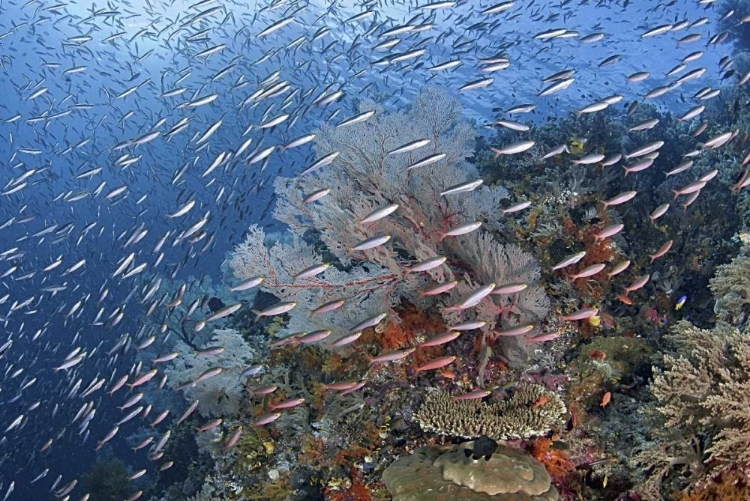 Picture of INDONESIA, RAJA AMPAT UNDERWATER FISH AND CORAL