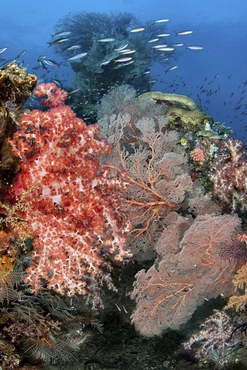 Picture of INDONESIA, RAJA AMPAT UNDERWATER FISH AND CORAL