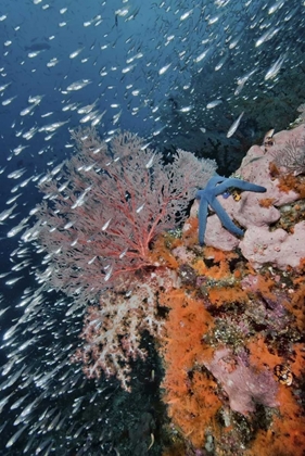 Picture of INDONESIA, RAJA AMPAT UNDERWATER FISH AND CORAL