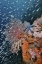 Picture of INDONESIA, RAJA AMPAT UNDERWATER FISH AND CORAL