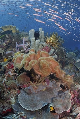 Picture of INDONESIA, RAJA AMPAT UNDERWATER FISH AND CORAL