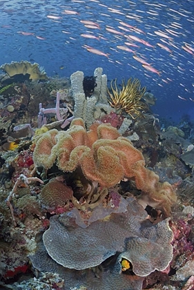 Picture of INDONESIA, RAJA AMPAT UNDERWATER FISH AND CORAL