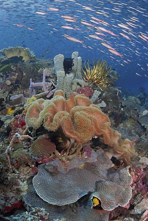 Picture of INDONESIA, RAJA AMPAT UNDERWATER FISH AND CORAL