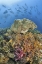 Picture of INDONESIA, RAJA AMPAT UNDERWATER FISH AND CORAL