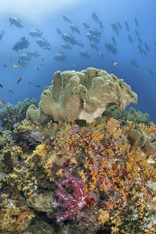 Picture of INDONESIA, RAJA AMPAT UNDERWATER FISH AND CORAL