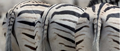 Picture of NAMIBIA, ETOSHA NP, REITFONTAIN ZEBRA TAILS