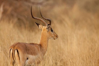 Picture of NAMIBIA, CAPRIVI STRIP IMPALA IN TALL GRASS