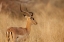 Picture of NAMIBIA, CAPRIVI STRIP IMPALA IN TALL GRASS