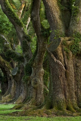 Picture of LOUISIANA, VACHERIE A LINE OF OLD OAK TREES