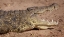 Picture of AFRICA, BOTSWANA, CHOBE NP COCODILE CLOSE UP