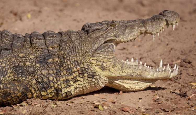 Picture of AFRICA, BOTSWANA, CHOBE NP COCODILE CLOSE UP