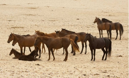 Picture of NAMIBIA, AUS WILD HORSES ON THE NAMIB DESERT