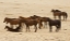 Picture of NAMIBIA, AUS WILD HORSES ON THE NAMIB DESERT