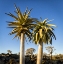 Picture of AFRICA, NAMIBIA CLOSE-UP OF TWO QUIVER TREES