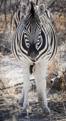 Picture of AFRICA, NAMIBIA, ETOSHA NP CLOSE-UP OF ZEBRA