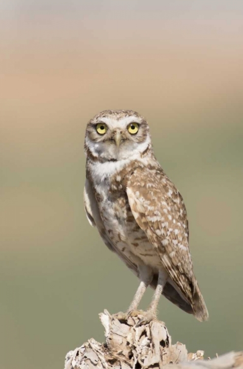 Picture of USA, ARIZONA, BUCKEYE BURROWING OWL CLOSE-UP