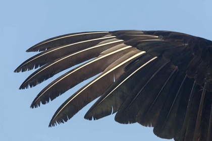 Picture of FLORIDA, EVERGLADES NP ANHINGA WING FEATHERS