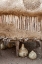 Picture of NAMIBIA, OPUWO GOURDS UNDER FOOD STORAGE HUT