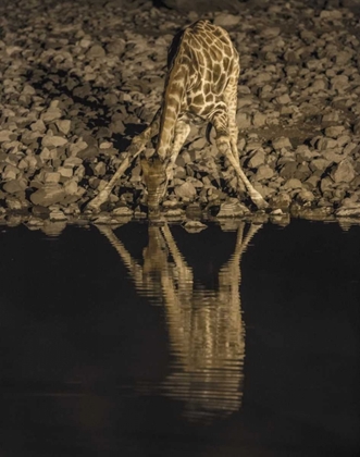 Picture of NAMIBIA, ETOSHA NP DRINKING GIRAFFE AT NIGHT