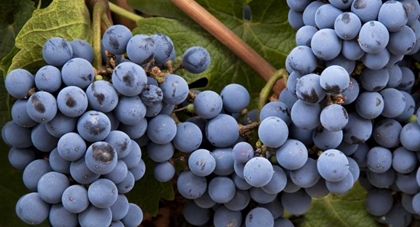 Picture of ARGENTINA, MENDOZA PURPLE GRAPES ON THE VINE