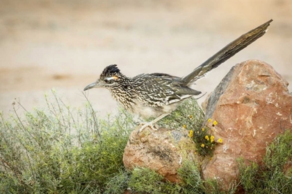 Picture of ARIZONA, SANTA RITA MTS A GREATER ROADRUNNER