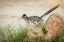 Picture of ARIZONA, SANTA RITA MTS A GREATER ROADRUNNER