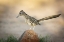 Picture of ARIZONA, SANTA RITA MTS A GREATER ROADRUNNER