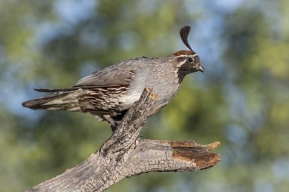 Picture of ARIZONA, AMADO GAMBELS QUAIL ON DEAD BRANCH