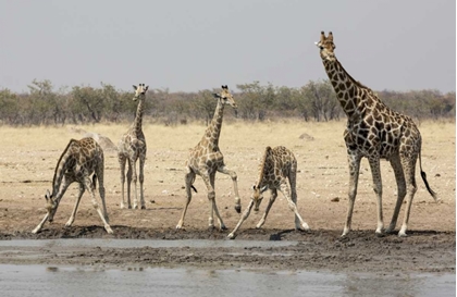 Picture of NAMIBIA, ETOSHA NP GIRAFFES AT THE WATERHOLE