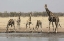 Picture of NAMIBIA, ETOSHA NP GIRAFFES AT THE WATERHOLE