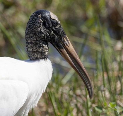 Picture of FLORIDA, EVERGLADES NP ENDANGERED WOOD STORK