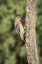 Picture of AZ, AMADO GILA WOODPECKER ON DEAD TREE TRUNK