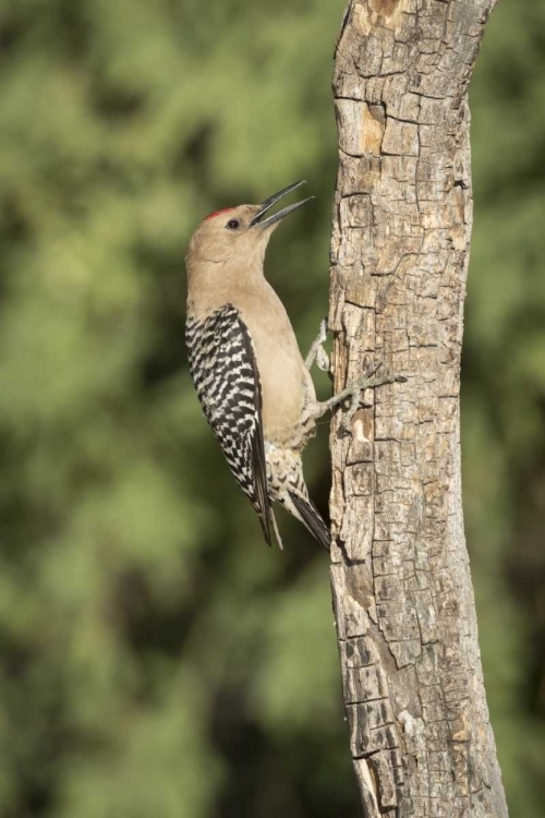 Picture of AZ, AMADO GILA WOODPECKER ON DEAD TREE TRUNK