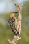 Picture of AZ, AMADO GILA WOODPECKER ON DEAD TREE TRUNK