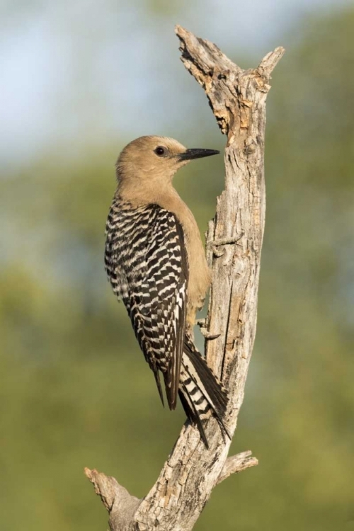 Picture of AZ, AMADO GILA WOODPECKER ON DEAD TREE TRUNK